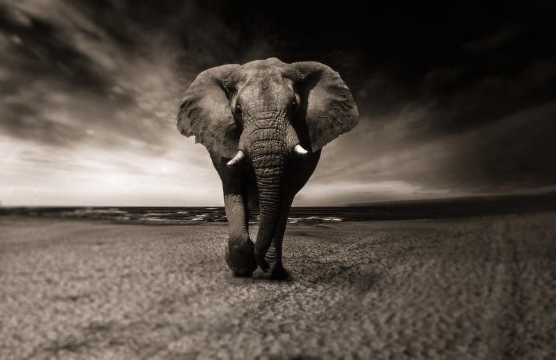 Elephants in the wild